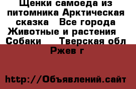 Щенки самоеда из питомника Арктическая сказка - Все города Животные и растения » Собаки   . Тверская обл.,Ржев г.